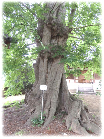 �V�R�L�O���@���̖�